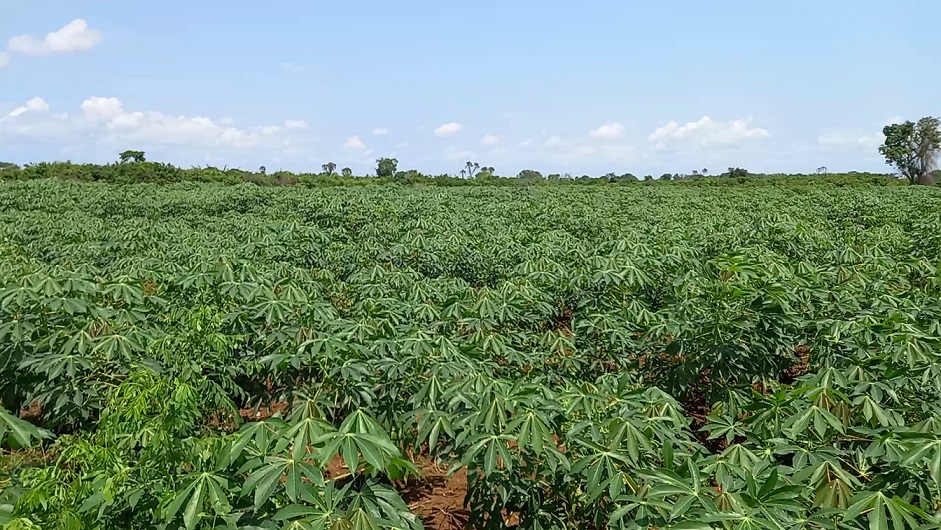 Mature Cassava Field